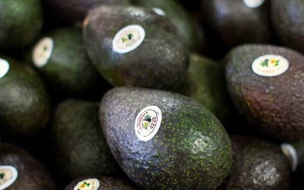 Avocado 48ct