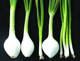 Bulb Onion
