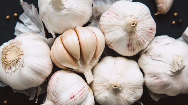 Garlic Fresh