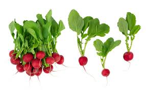 Radish